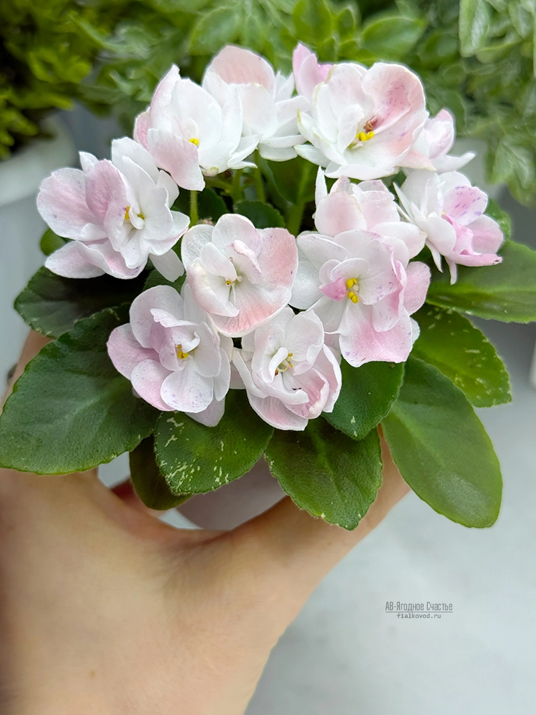 ав-ягодное-счастье-(3).jpg