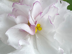 photo_nor for С-Морозный Воздух (22-555)