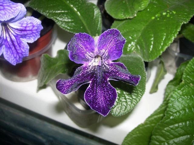 spa50136 bsmalll.jpg