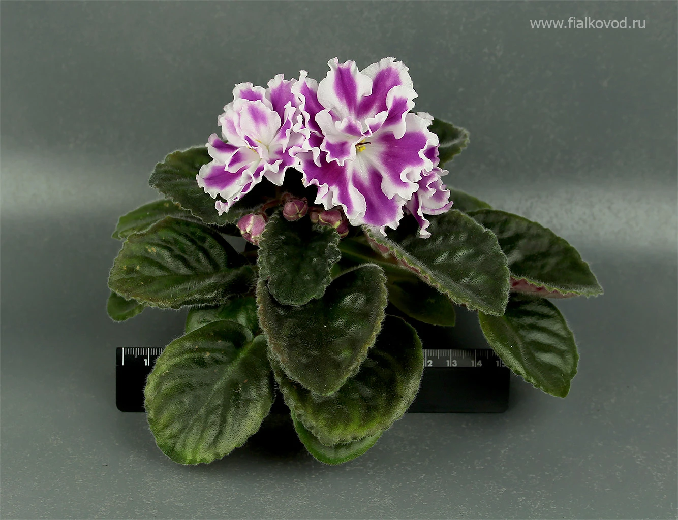 АВ-Фурор (771-180)