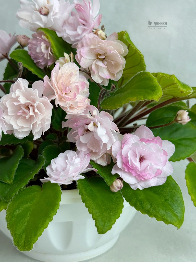 Литуаника-(9).jpg