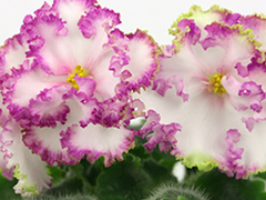 photo_nor for АВ-Лучший Подарок (845-93)