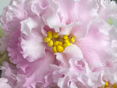 photo_nor for С-22-552, сеянец