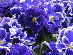 photo_nor for Летние Сумерки