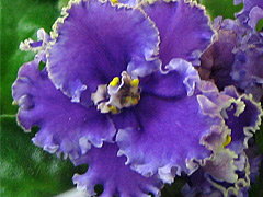 photo_nor for ЛЕ-Царь Салтан