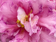 photo_nor for С-Цветущие Сады (24-67)