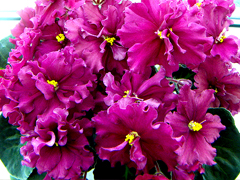 photo_nor for РС-Отелло