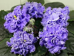 photo_nor for Ruffled Skies