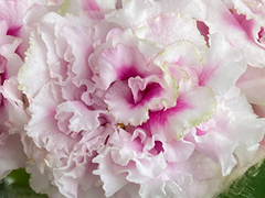 photo_nor for АВ-В Самое Сердце (873-121)