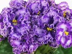 photo_nor for АВ-Озерная Фея (776-22)