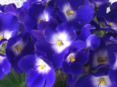 photo_nor for Optimara Monet