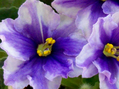 photo_nor for Королевский Сапфир (химера)