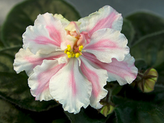 photo_nor for Ф-Дымчатая Астра (771-65)