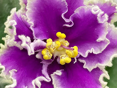 photo_nor for С-Тайная Любовь (22-338)