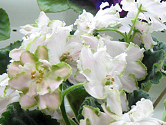 photo_nor for РС-Мавка