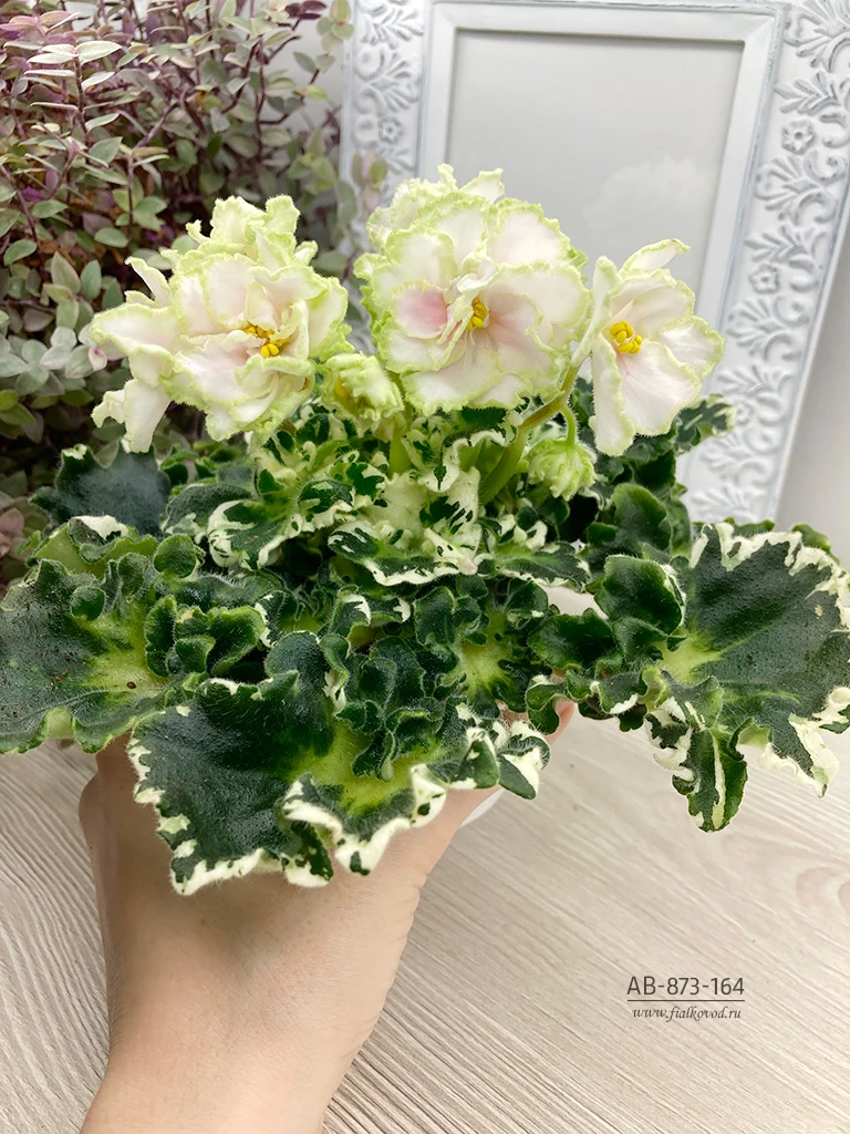 АВ-873-164, сеянец