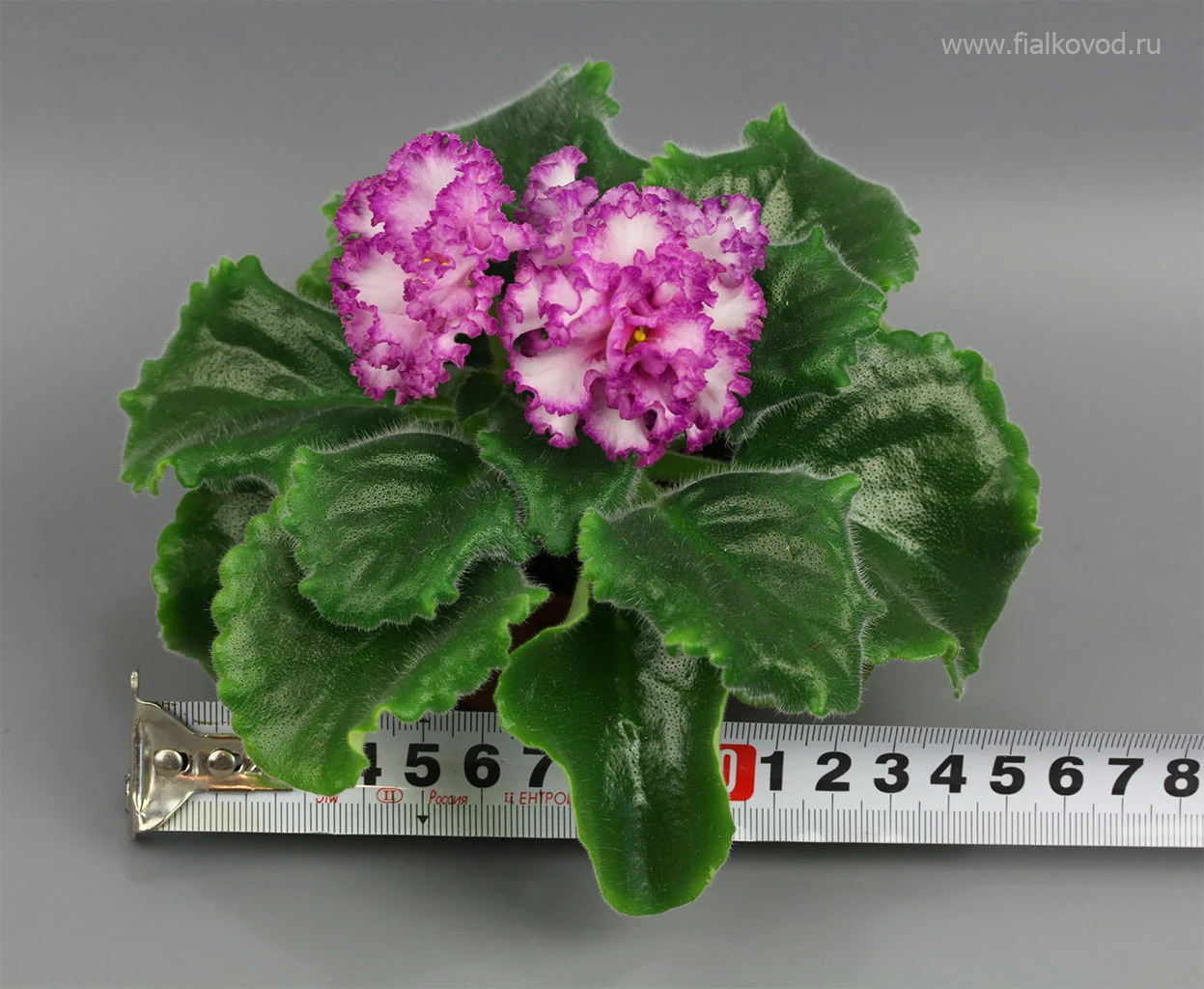 АВ-845-21, сеянец