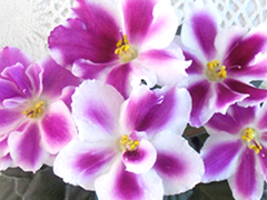 photo_nor for Диковинка