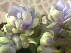 photo_nor for ЛЕ-Кудрявый Хмель