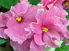 photo_nor for Alamo Joy