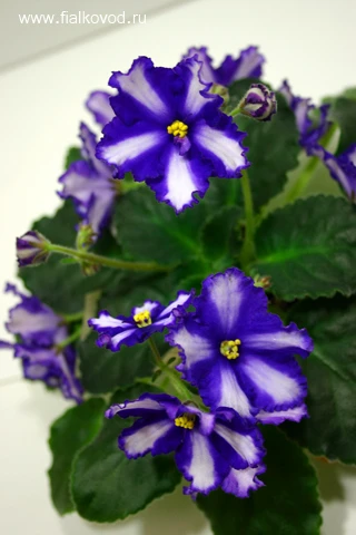 Neptune’s Treasure