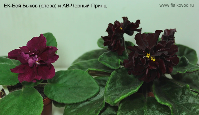 АВ-Черный Принц и ЕК-Бой Быков
