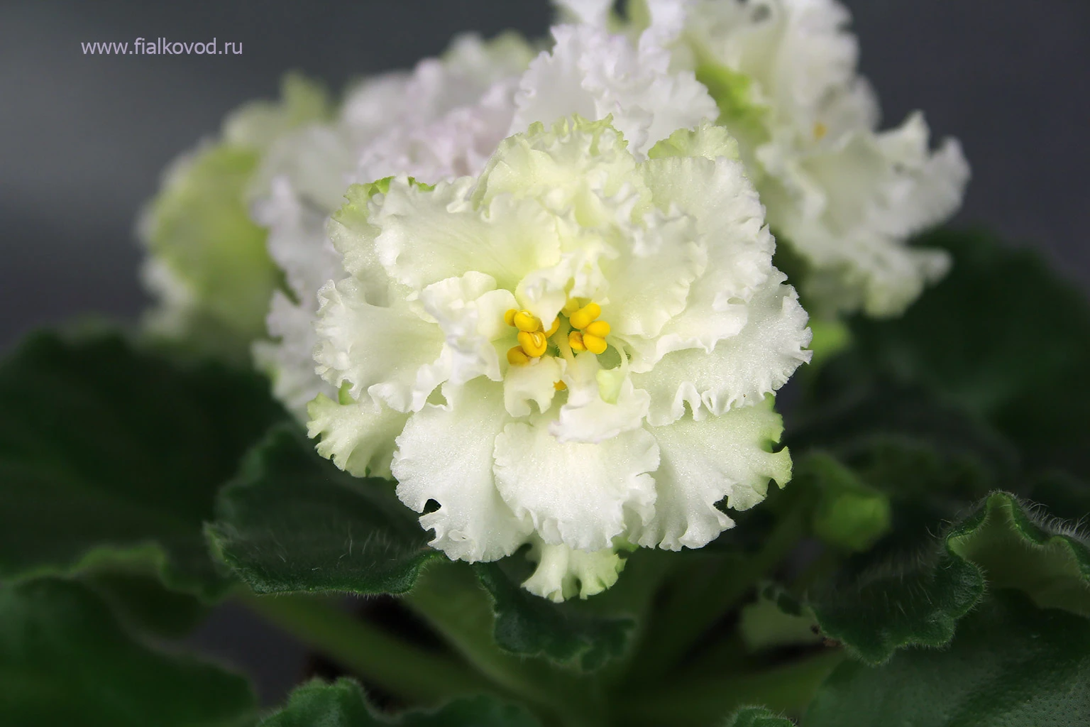 АВ-793-45, сеянец