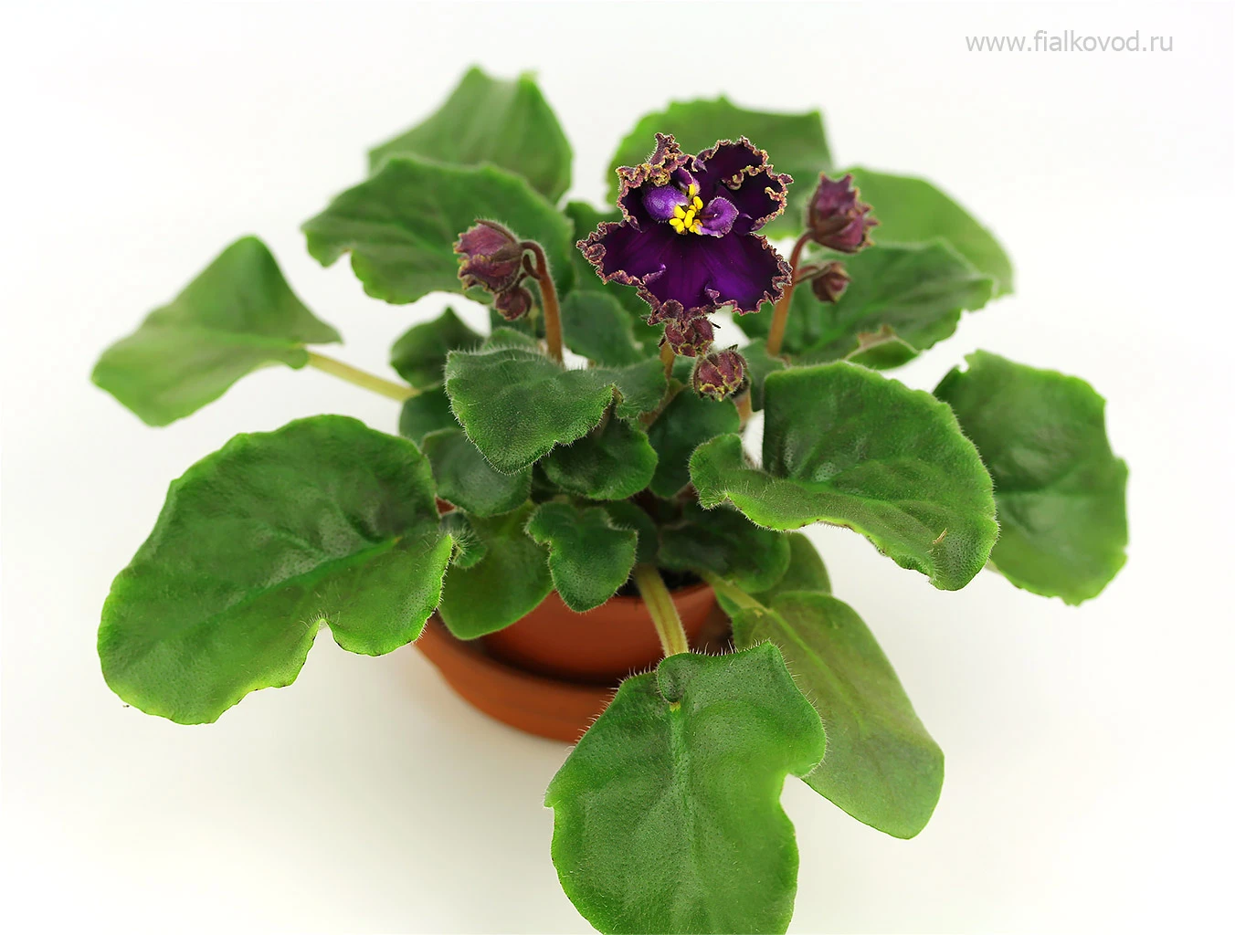 АВ-814-55, сеянец