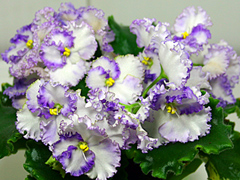 photo_nor for Favorite Child