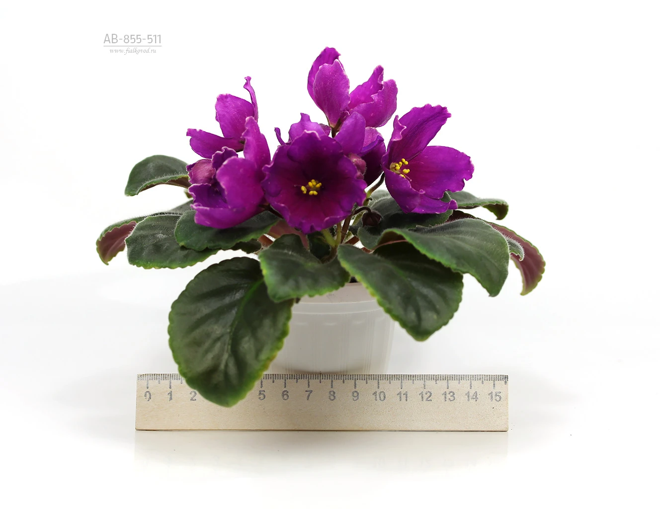 АВ-855-511, сеянец