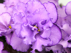 photo_nor for АВ-Холодная Лаванда (862-35)