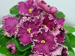 photo_nor for Калина Красная