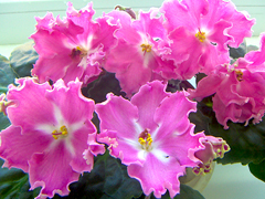 photo_nor for РС-Царица Мира