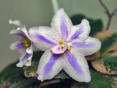 photo_nor for Ma's Turncoat