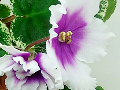 photo_nor for ЛЕ-Жанна