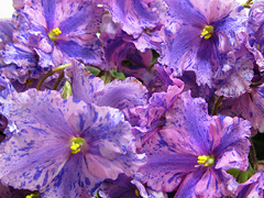 photo_nor for АВ-Кислотный Дождь