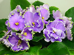 photo_nor for ЛЕ-Легкая Грусть