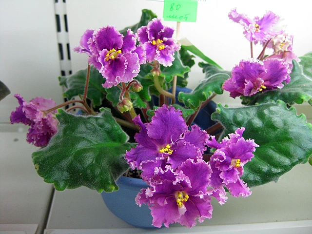 ek-skazochniy-iris.jpg
