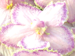 photo_nor for РС-Беатриче