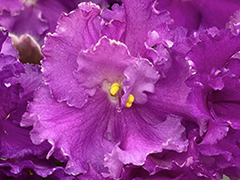 photo_nor for С-Шанель (21-105)