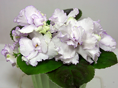 photo_nor for Кармен