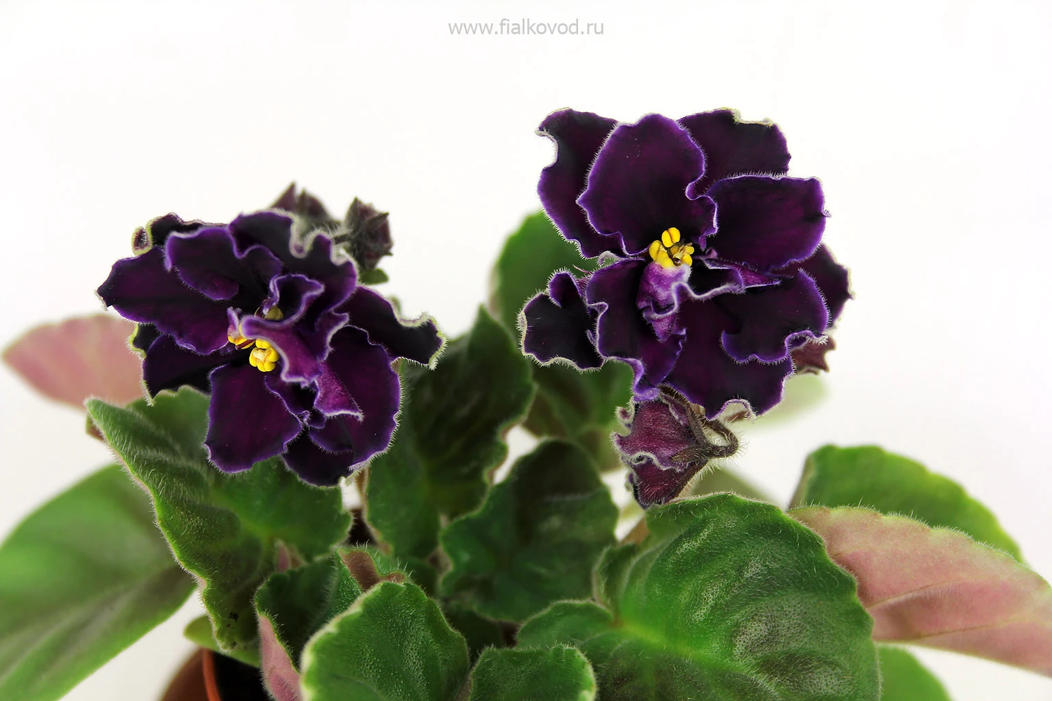 АВ-786-29, сеянец