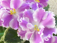 photo_nor for КО-Дымчатый Топаз