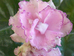 photo_nor for ВаТ-Любимая Жена