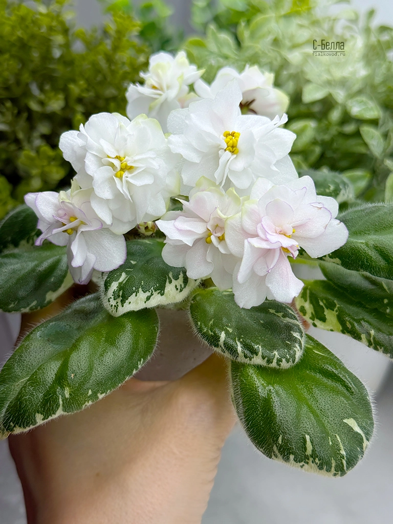 с-белла-(16).jpg