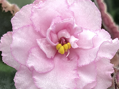 photo_nor for С-22-391, сеянец