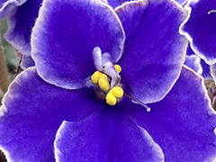 photo_nor for С-Небесные Голубки (22-333)