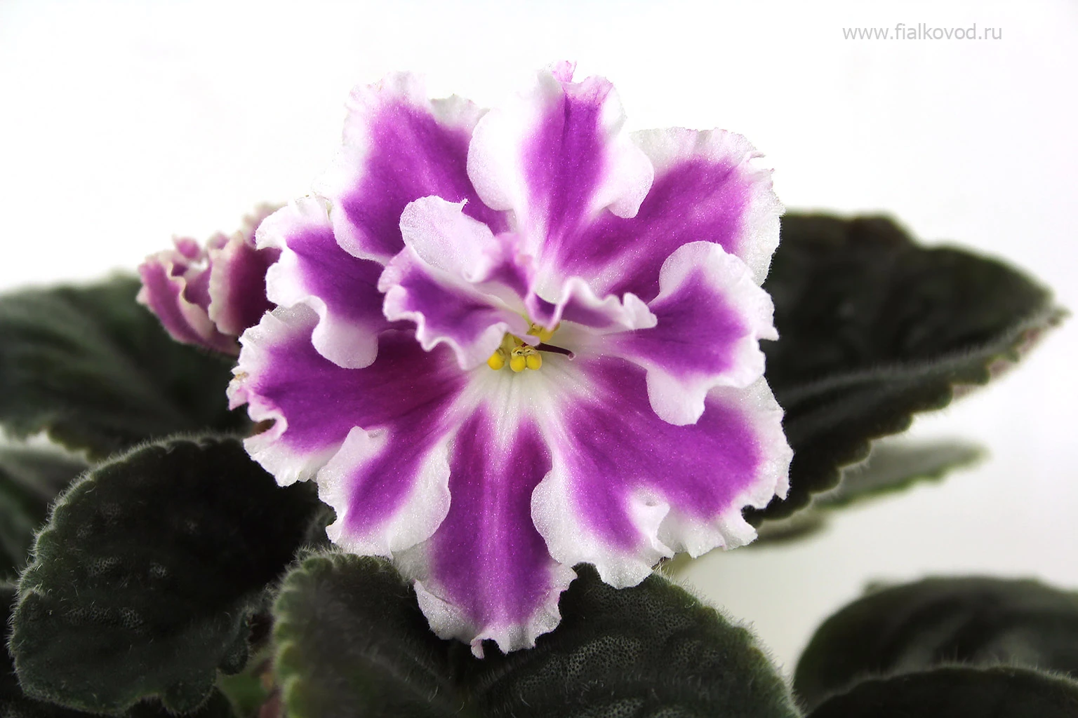 АВ-Фурор (771-180)