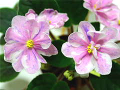 photo_nor for Ness' Spring Blush