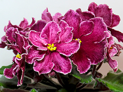 photo_nor for АВ-Кардамон (761-26)